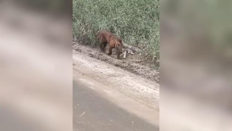 Kemunculan Harimau di Area Konsesi Pelalawan Viral, Begini Penjelasan BBKSDA