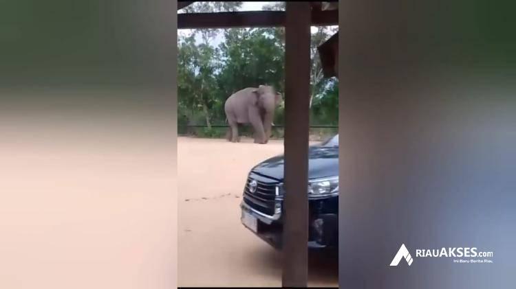 Gajah Codet Dekati Permukiman Warga di Pematang Kubu, Begini Penjelasan BBKSDA Riau
