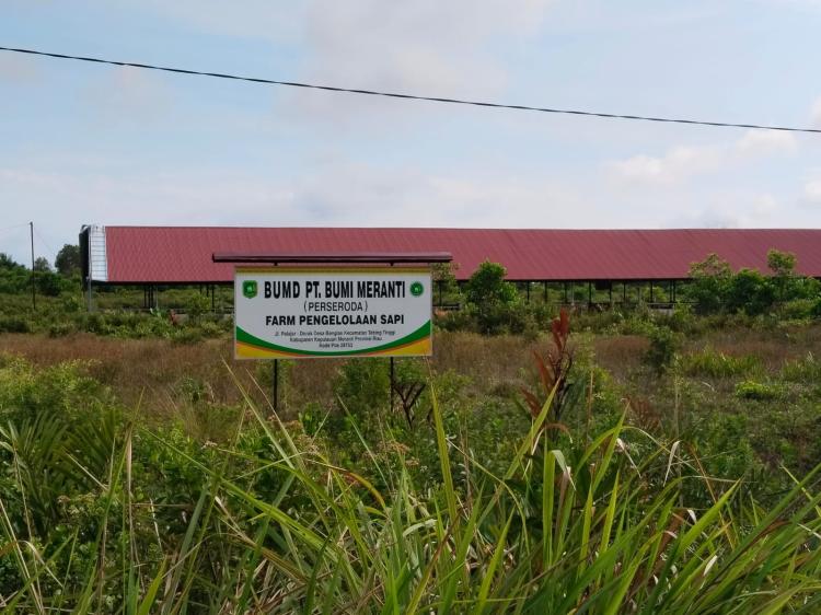 Penggemukan Sapi BUMD Meranti Berhenti Beroperasi dan Terbengkalai,  Sisanya Dimitrakan ke Peternak Lokal
