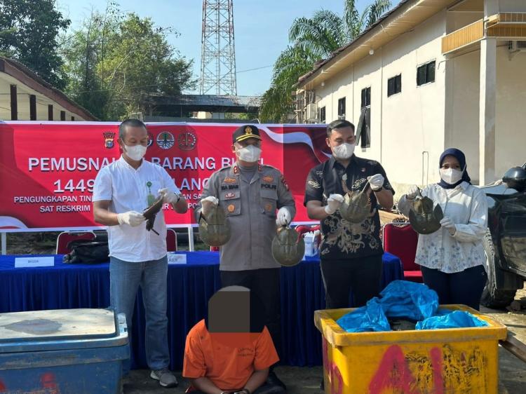 Ribuan Belangkas yang Diamankan Polisi di Rohil Ditanam ke Dalam Tanah