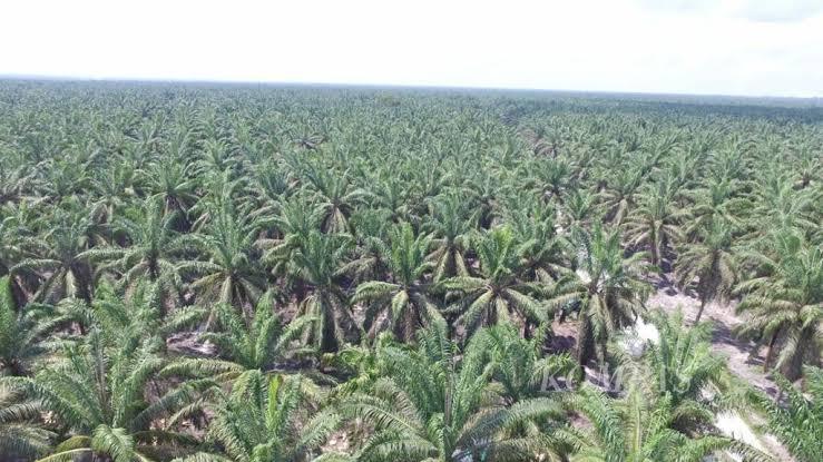 Panas! Perkebunan Kelapa Sawit Pemberian Presiden di Tapung Hulu Kembali Bergejolak, Ini Pemicunya