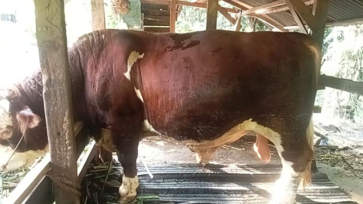 Riau Dapat Jatah 13 Sapi Kurban dari Presiden Prabowo