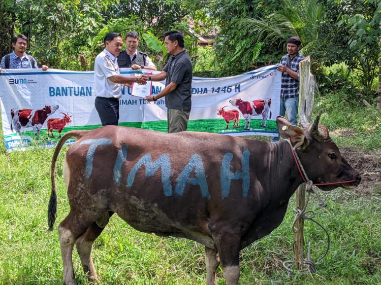 Berbagi Bahagia Lewat Kurban, PT Timah Serahkan 11 Ekor Sapi di Kepulauan Meranti
