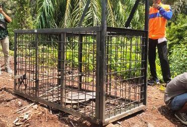 Buntut Konflik Harimau di Inhil, BBKSDA Riau Pasanv Box Trap di Desa Griya Mukti Jaya