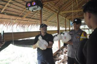 Panen 1.200 Ekor, Peternakan Ayam Potong Desa Pangkalan Batang Barat Raup Omzet Puluhan Juta