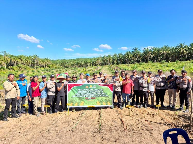 Polsek Simpang Kanan Tanam Jagung Serentak Kuartal III Program Ketahanan Pangan Nasional