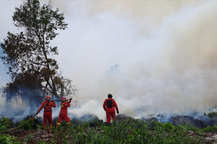Riau Bakal Naik Status Tanggap Darurat Karhutla, Rohil dan Rohul Darurat Lebih Dulu