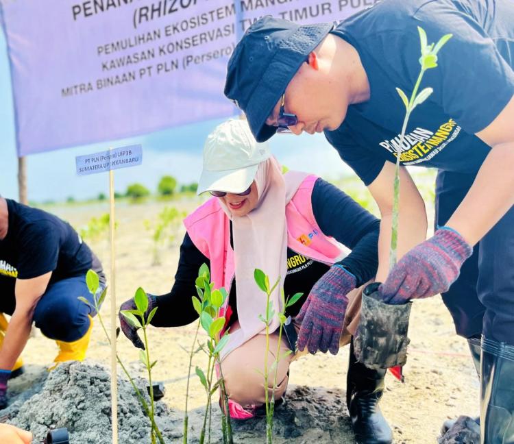 PLN Pulihkan Ekosistem Mangrove di Desa Berakit Lewat Program TJSL