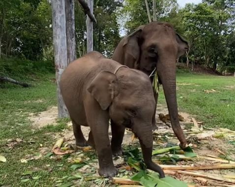 Anak Gajah yang Diadopsi Kapolda Riau Mati Mendadak
