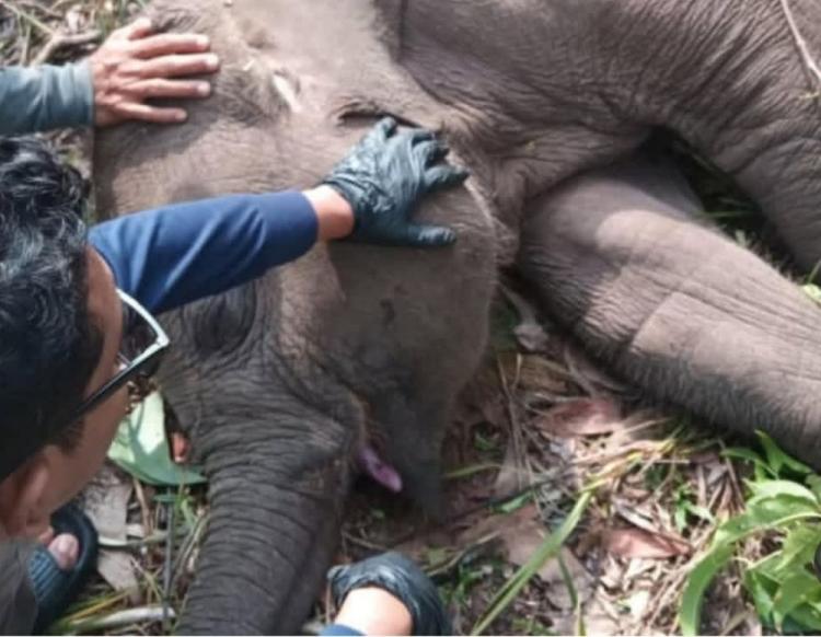 Usut Penyebab Kematian Gajah Tari di TNTN, Polda Riau Turunkan Tim Khusus