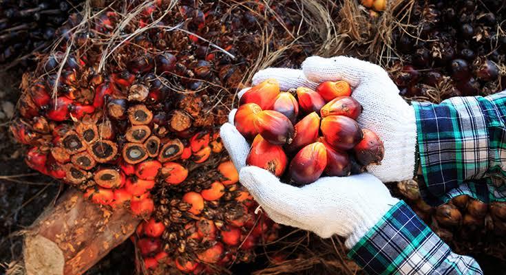 Harga Sawit Mitra Plasma di Riau Turun Tipis, Kini Rp3.679 per Kg