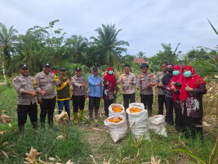 Polsek Batu Hampar Panen Raya Jagung Serentak Dukung Ketahanan Pangan Nasional