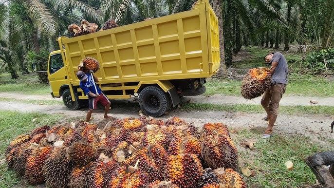 Harga Kelapa Sawit Mitra Swadaya di Riau Melemah, Kernel Turun Tajam Meski CPO Naik