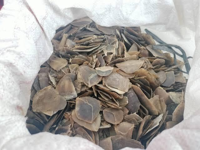 Polisi Gagalkan Perdagangan Sisik Tenggiling 30 Kg di Rokan Hilir, 2 Pelaku Buron