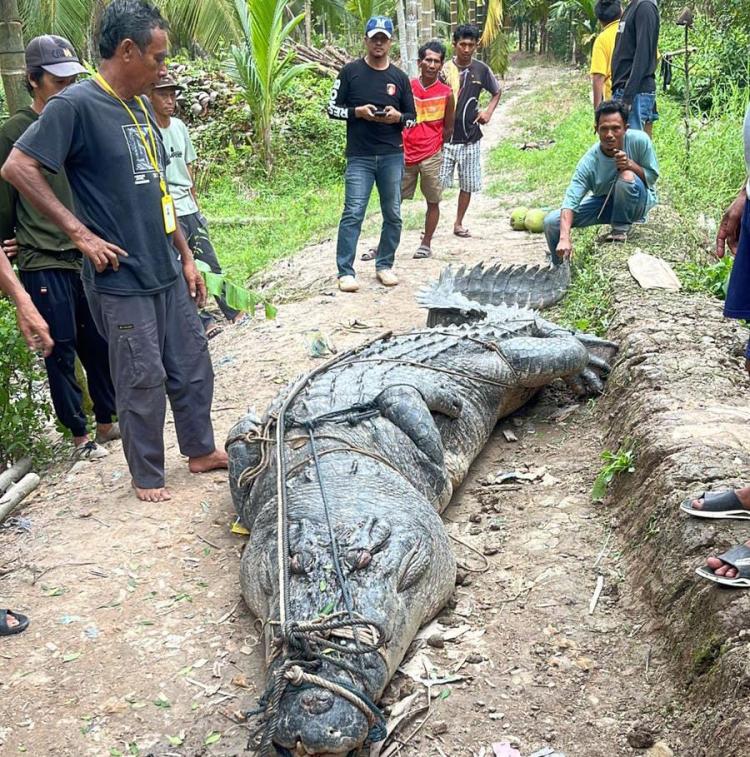 Penangkapan Buaya Sepanjang 7 Meter di Reteh Inhil Bikin Heboh Masyarakat
