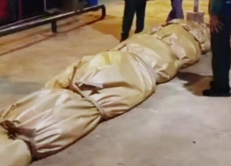 Buaya Raksasa Setengah Ton Asal Inhil Dikirim ke Jakarta, Isi Perutnya Ada Tombak dan Kaca Tabung Televisi