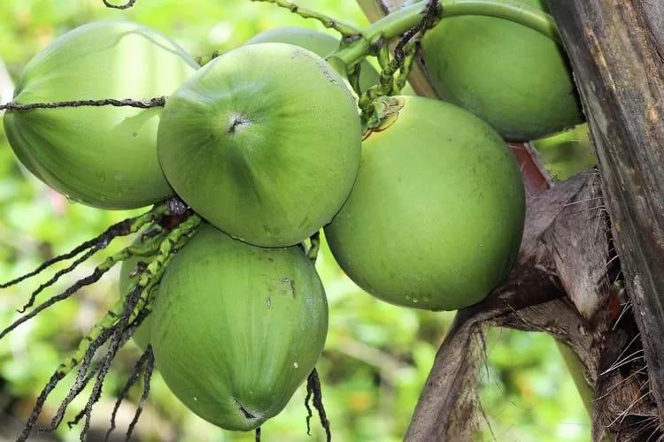 Dugaan Monopoli Harga Kelapa dan PHK Massal, Mahasiswa Demo PT Sambu Grup di Kantor Gubernur Riau