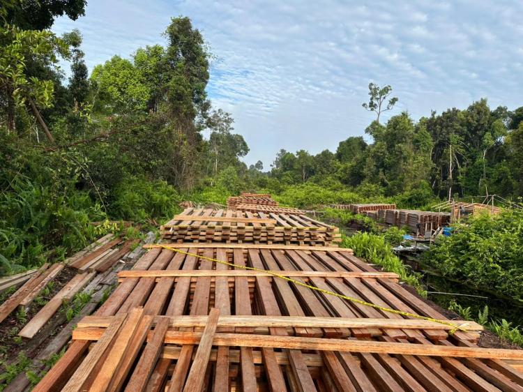7 Hari di Rimba Riau: Menembus Hutan, Harimau, dan Buaya Demi Amankan 300 Kubik Kayu Ilegal