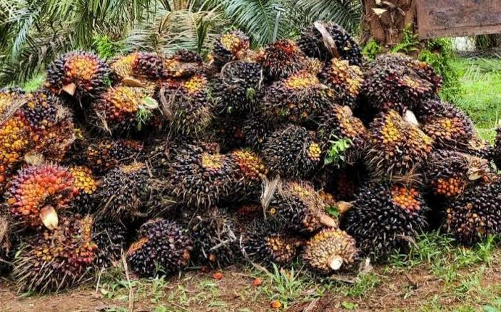 Harga TBS Mitra Swadaya Riau Kembali Naik, Dipicu Penguatan Harga CPO