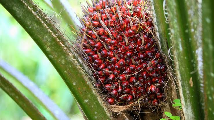 Kabar Gembira! Harga TBS Kelapa Sawit Swadaya Riau Naik Jadi Rp3.479,72 per Kg