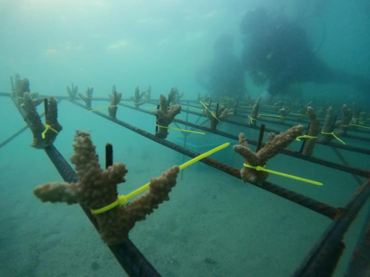 PLN UIP3B Sumatera Raih Dua Penghargaan Gold pada Indonesia SDGs Award 2025