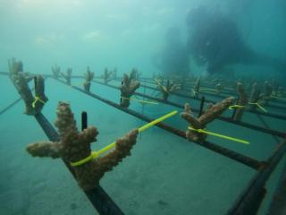 PLN UIP3B Sumatera Raih Dua Penghargaan Gold pada Indonesia SDGs Award 2025