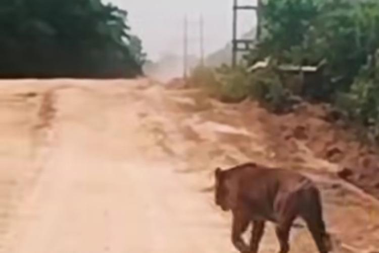 Harimau Ukuran Besar Melintas di Jalan Zamrud Siak, BBKSDA Riau Turunkan Tim