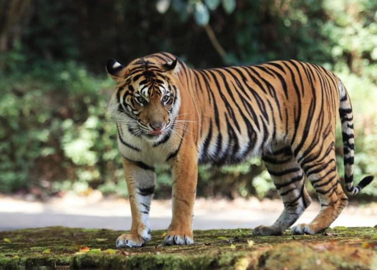 BBKSDA Riau Turunkan Tim, Giring Induk dan Anak Harimau Kembali ke Hutan Pelalawan