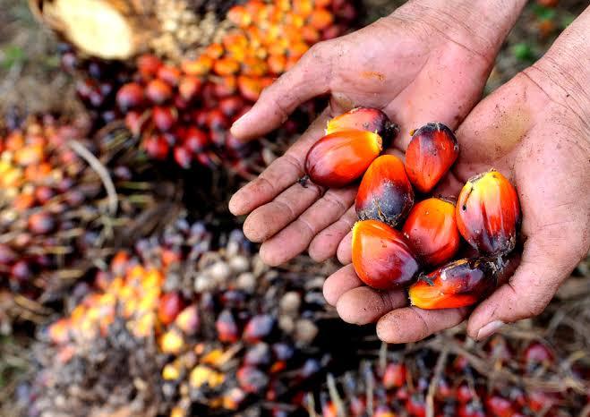 Harga TBS Sawit Mitra Swadaya Riau Kembali Naik Tembus Rp 3.487 per Kg