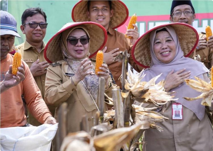 Pemkab Kampar Tegaskan Komitmen Ketahanan Pangan Lewat Panen Jagung Pipil Bersama Masyarakat