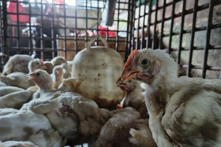 Pedagang Pasar Sail: Pasokan dari Peternak Aman, Harga Ayam Masih Rp35 Ribu  