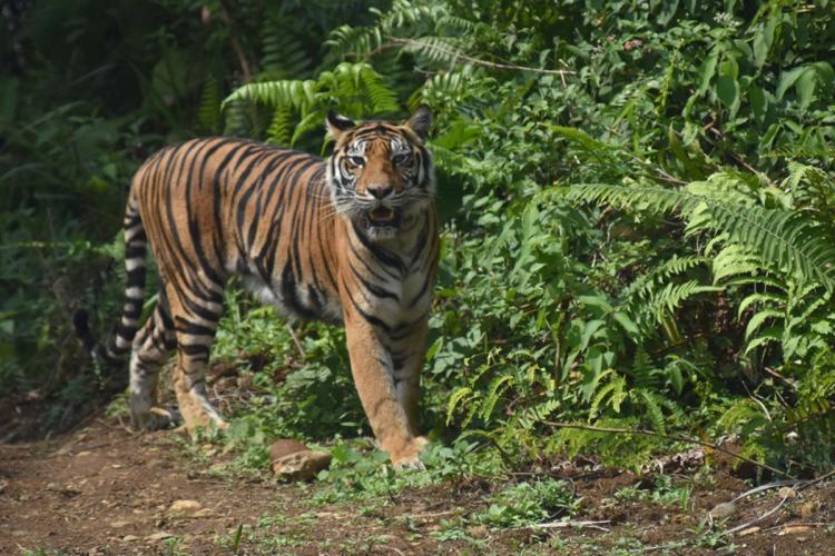 Trauma Warga Siak Kampungnya Didatangi Harimau: Kambing Hilang, Hati Was-was