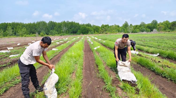 Wujudkan Ketahanan Pangan: Polsek Tebingtinggi Barat Monitoring Ke Lahan Kelompok Tani Binaan, Mantiasa Maju