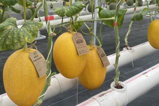 Rekomendasi Liburan Keluarga: Menikmati Manisnya Melon Premium di Agrowisata Pekanbaru