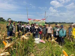 Panen Jagung di Sungai Sembilan, PT Agro Murni Tunjukkan Komitmen Dukung Ketahanan Pangan